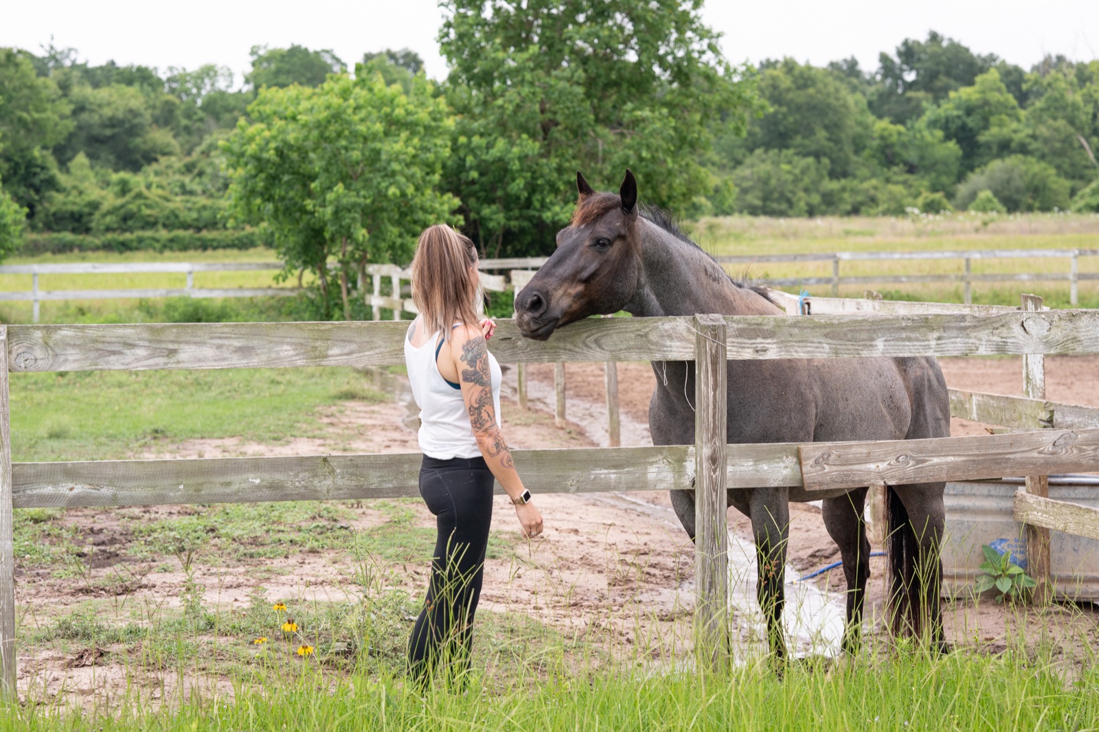 Approaching one of the horses across the paddock