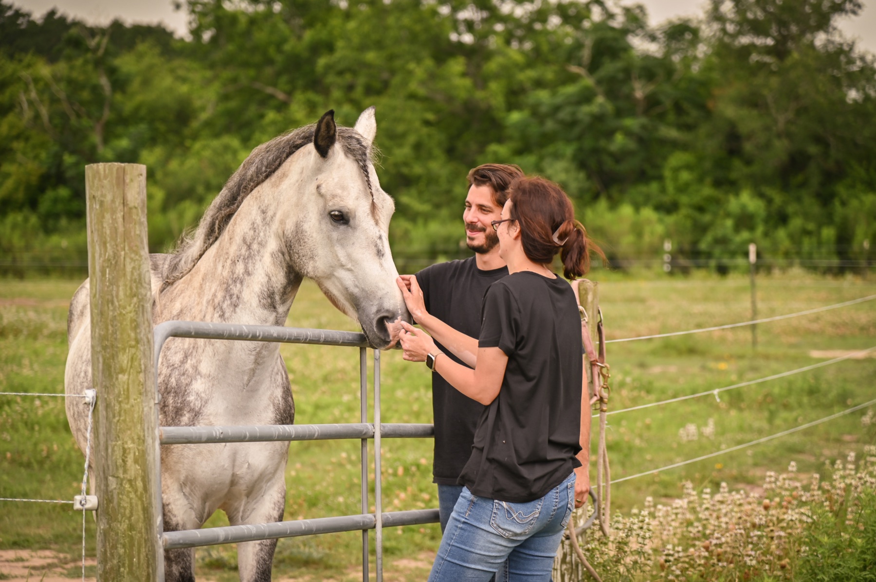 Two people meeting a grey horse at the pasture gate