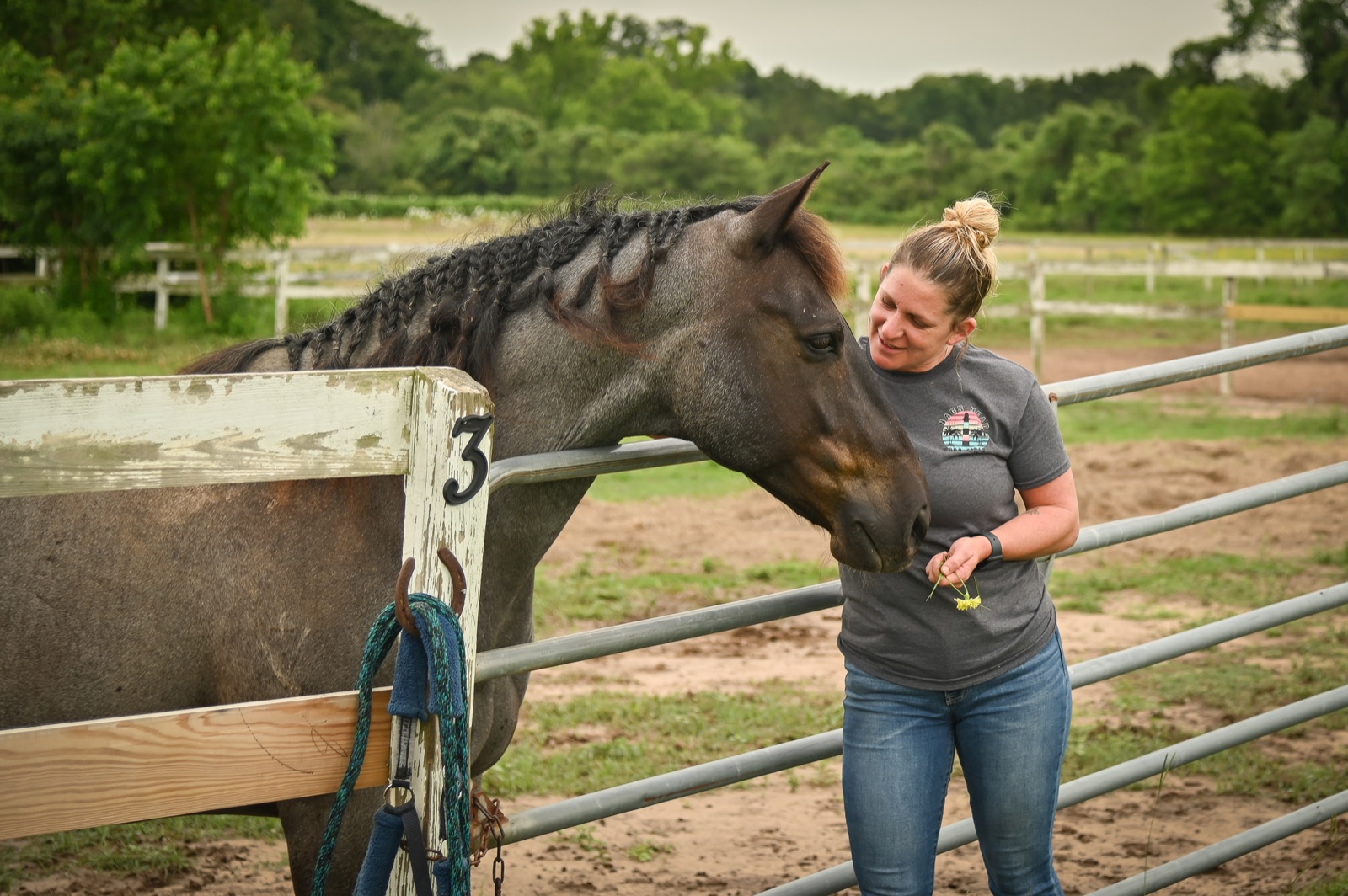 Meeting one of the horses over the fence