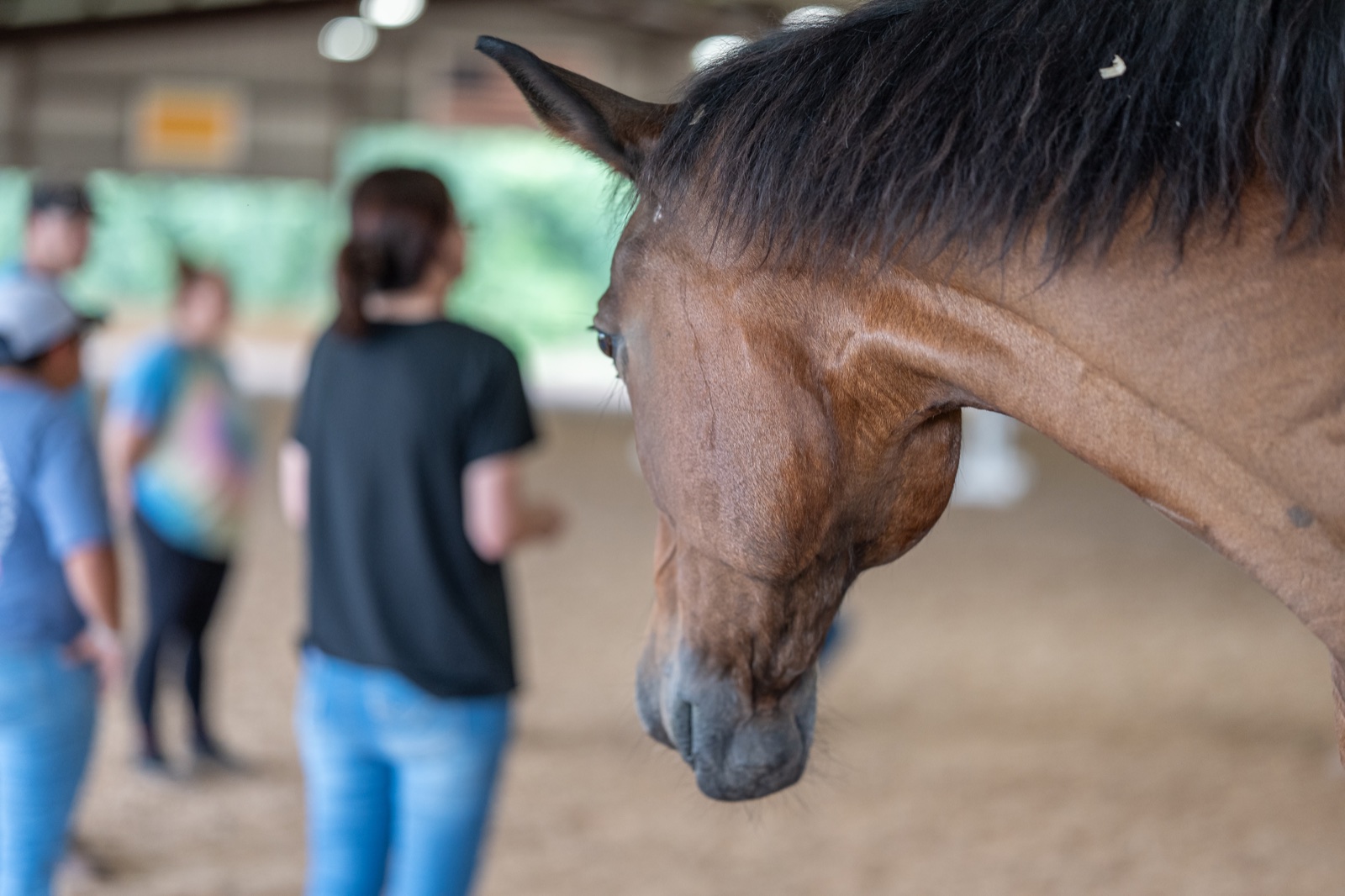 One of the horses in the arena during a session