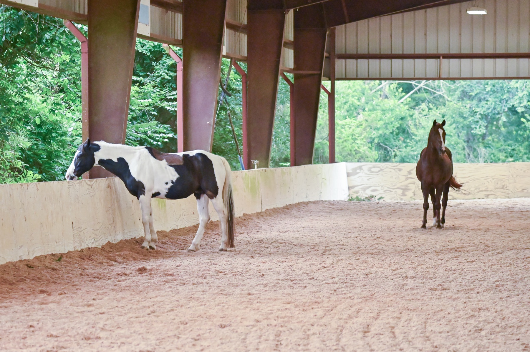 Horses in the covered arena at Beacon Ranch