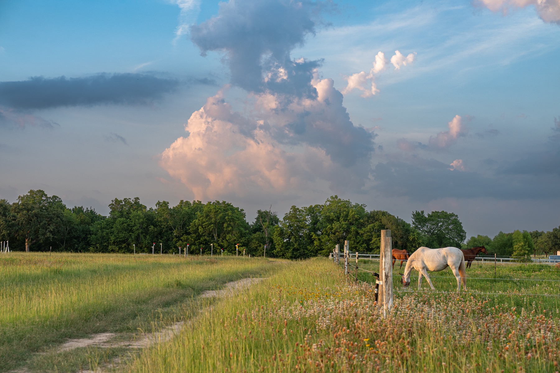 A horse grazing in the pasture under a big Texas sky