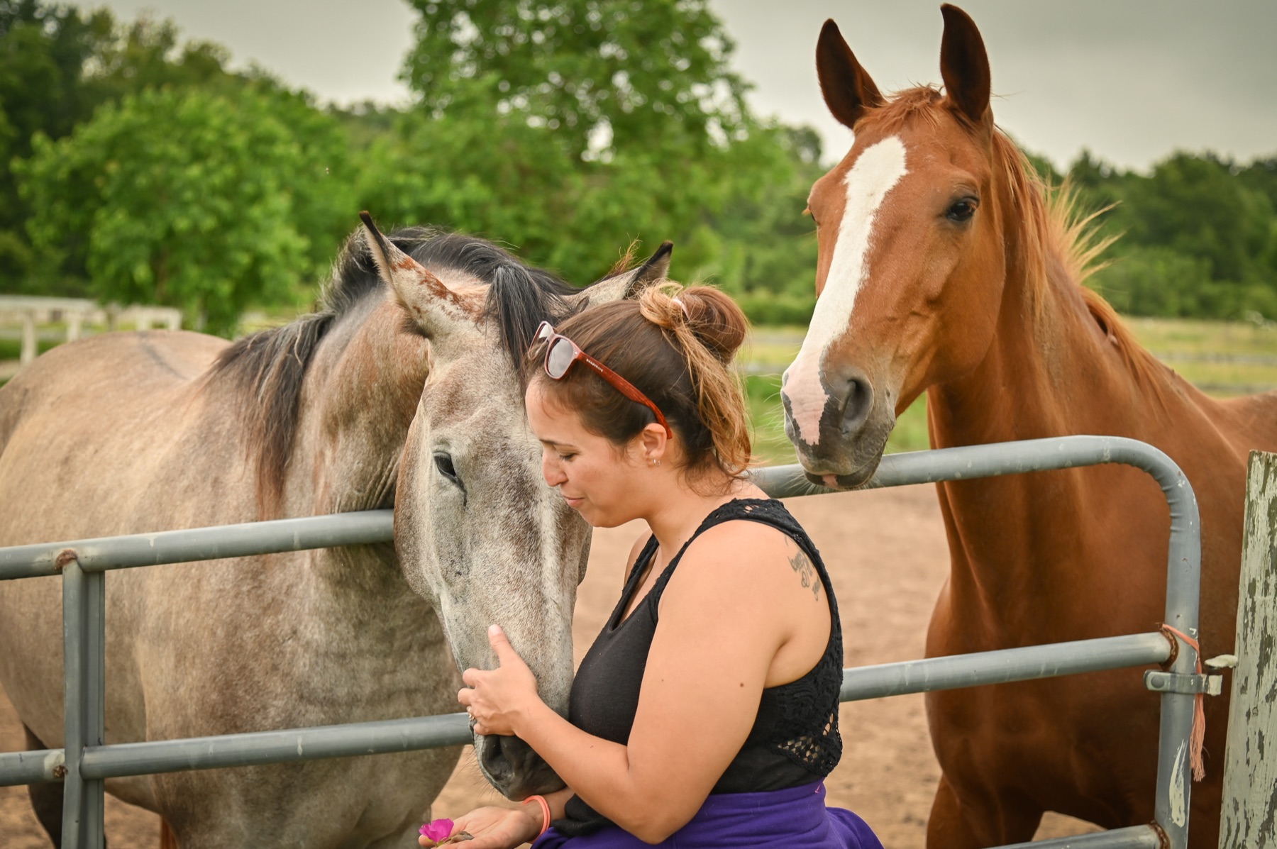 A quiet moment with the horses at Beacon Ranch
