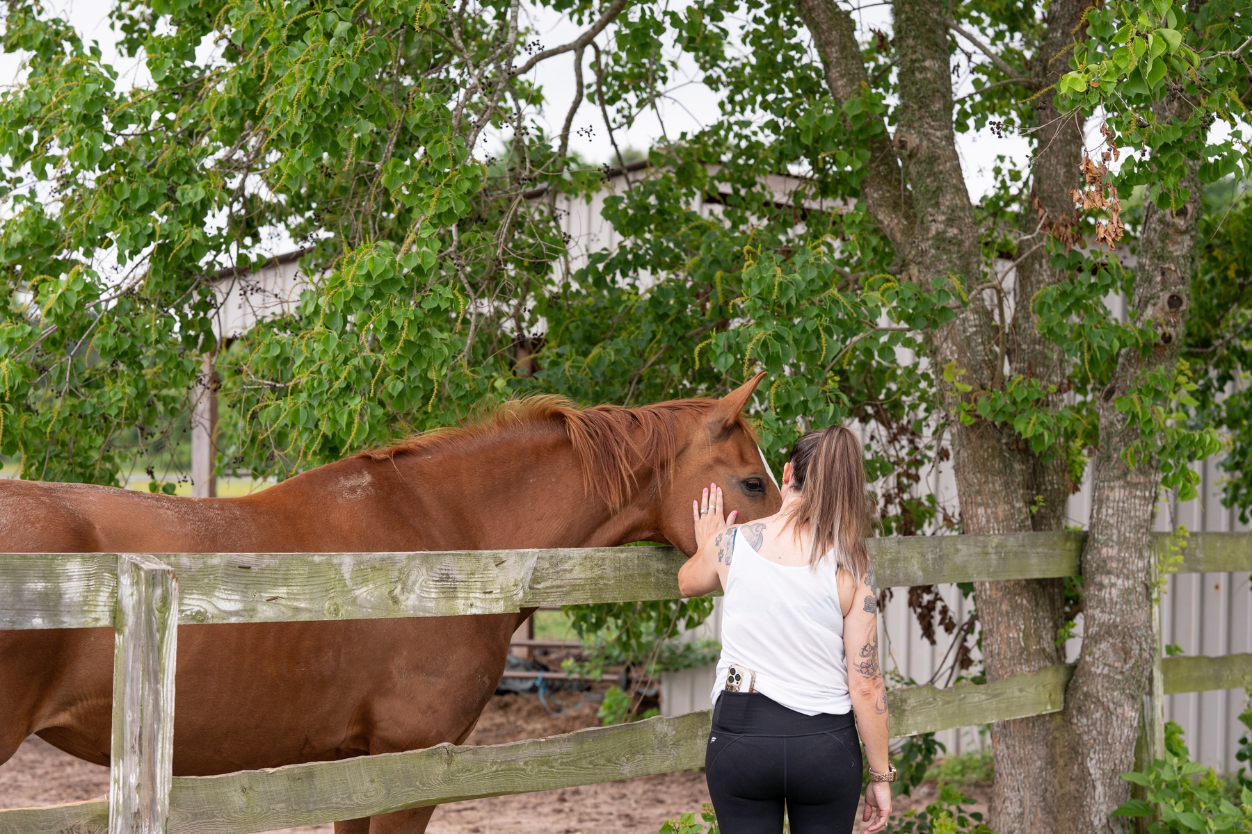A hand resting on one of the horses at the fence